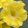 Auricula Lemon Sherbert - Abriachan Nurseries